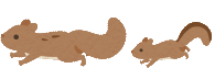 走るリス